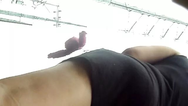 Սիրում եմ Վանեսային, Քրիստիին, Becky, բռնել է ծուղակը պոռնո Խաղեր արեւի.